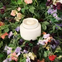 ECOYA Soy Wax Melts Sweet Pea & Jasmine - Image 2